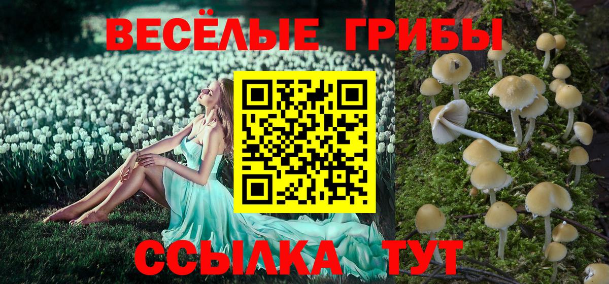 Галлюциногенные грибы Psilocybine cubensis Омск